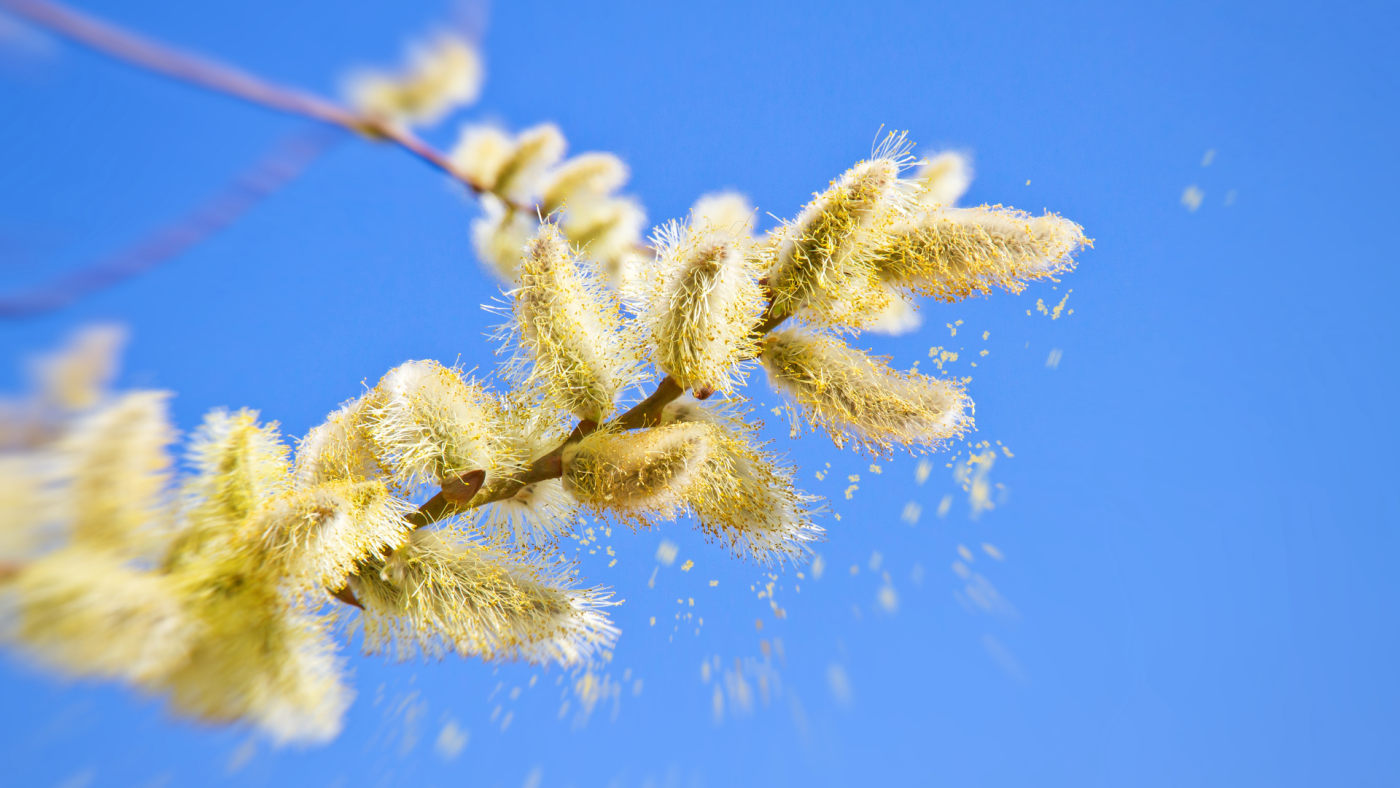 Understanding Allergies: Symptoms, Causes & Treatments