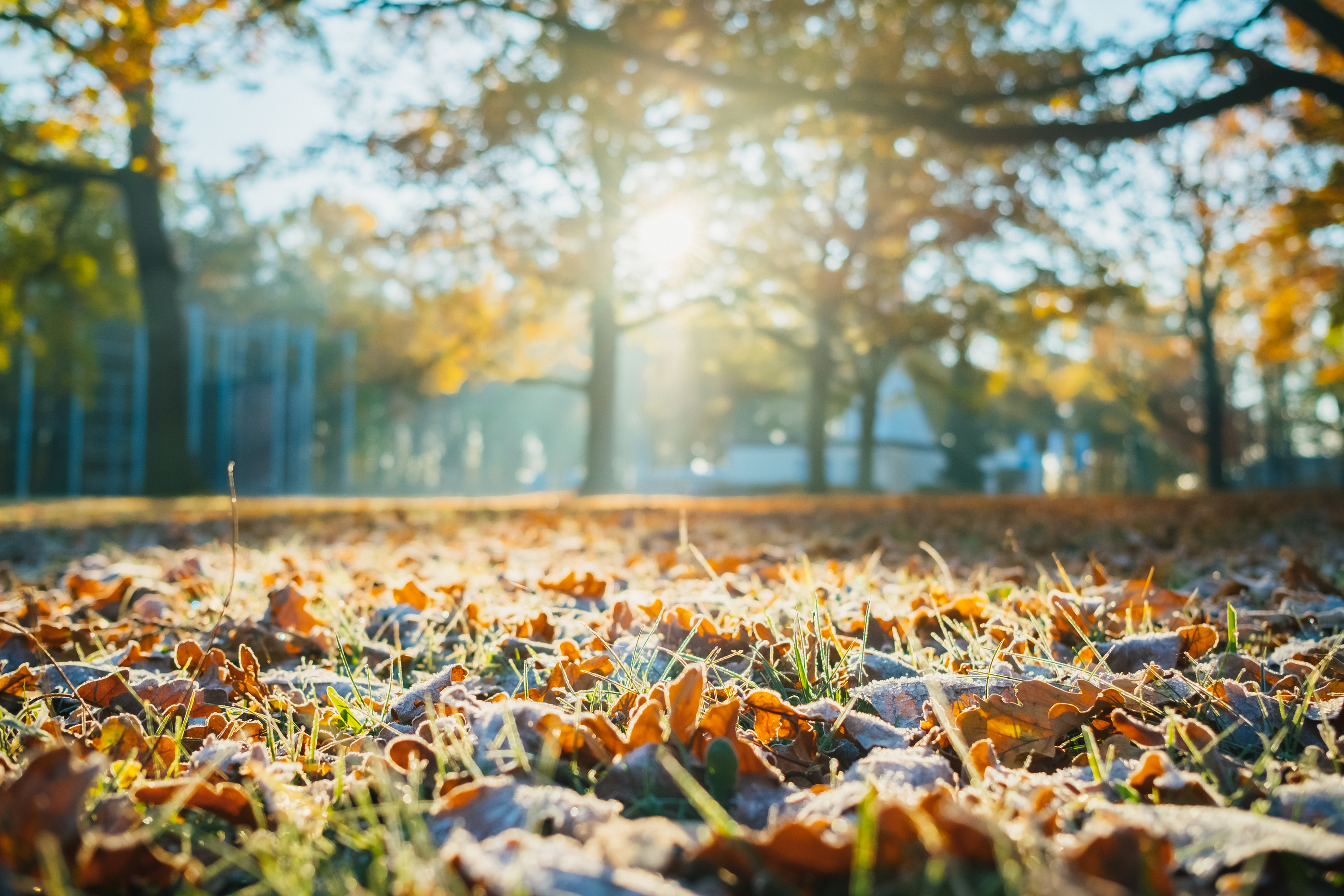 The Impact of Fall Leaves on Allergies: How to Rake and Minimize Sneezing
