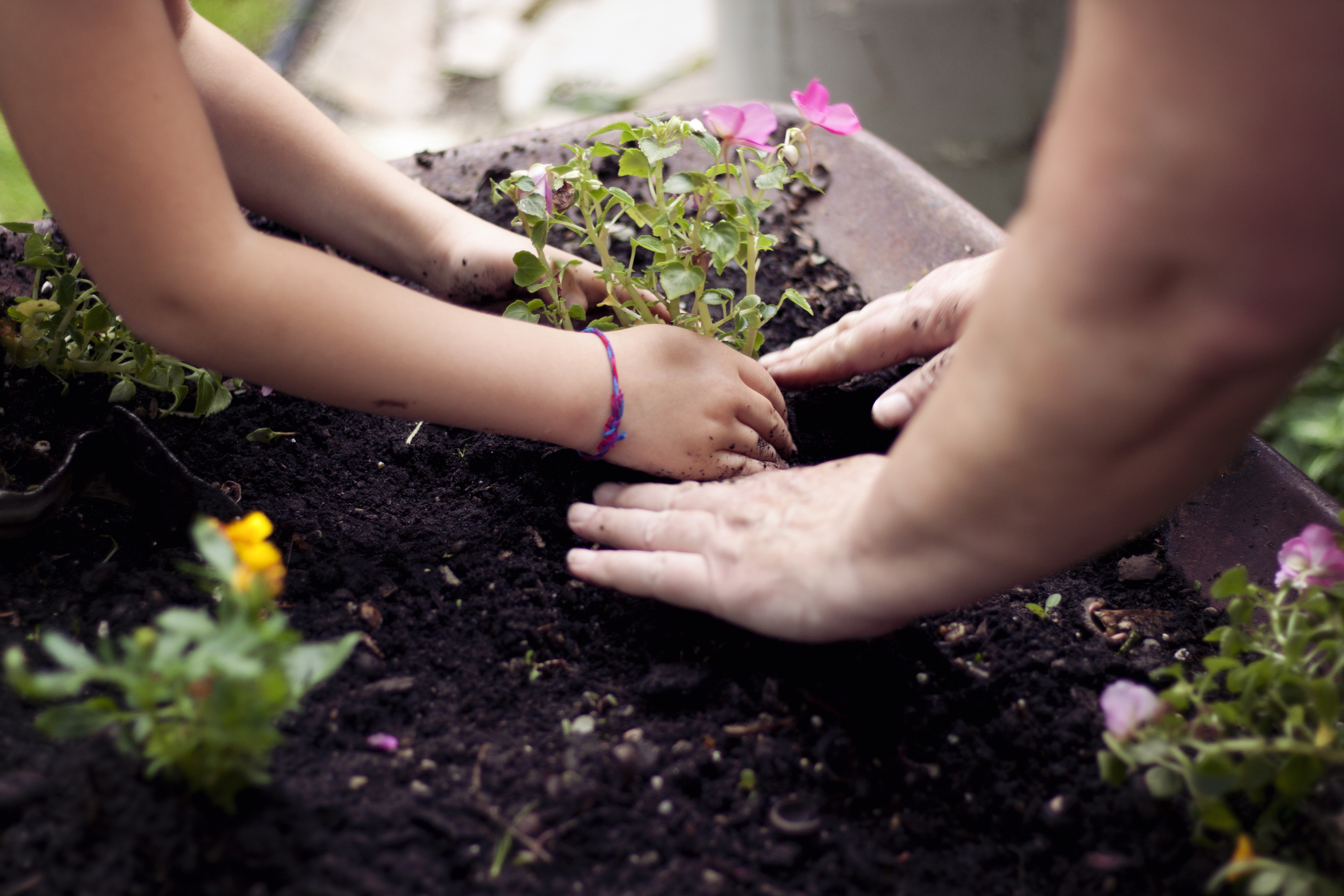 Backyard Bliss: Creating an Allergy-Friendly Oasis